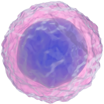 B cell illustration
